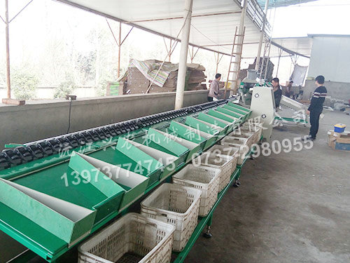 智能化水果分選機——單線(xiàn)道檸檬分選機