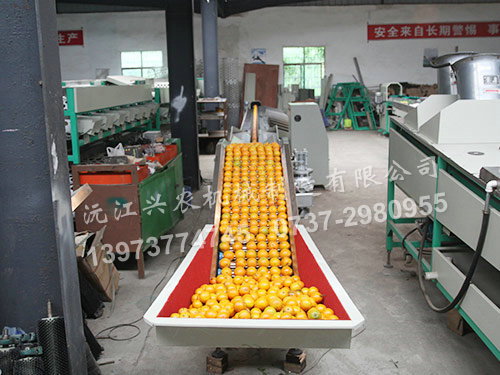 	智能化水果分選機——單線(xiàn)道電腦重量式分選機