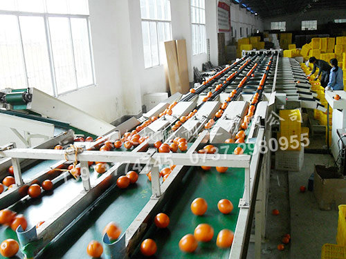 沅江興農機械制造有限公司,沅江水果分選機,沅江水果清洗機,沅江水果打蠟機哪里好,沅江興農機 沅江興農機械制造有限公司,沅江水果分選機,沅江水果清洗機,沅江水果打蠟機哪里好,沅江興農機